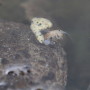 Shrimp Versus Toad in Rock Pool, Tralee Beach, Benderloch